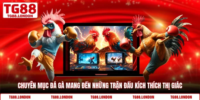 Chuyên mục đá gà mang đến những trận đấu kích thích thị giác